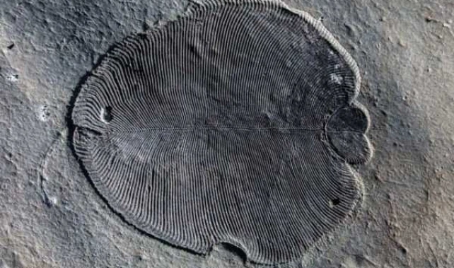Penemuan Fosil Hewan Tertua Di Dunia yang Pernah Hidup