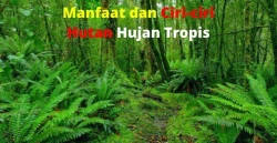9 Manfaat dan Ciri Ciri Hutan Hujan Tropis