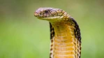 9 Ular Cobra Terbesar di Dunia Sepanjang Masa