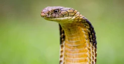 9 Ular Cobra Terbesar di Dunia Sepanjang Masa