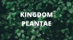 6 Ciri-ciri Kingdom Plantae Beserta Jenis dan Pengertiannya